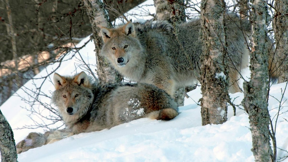 die sprache der tiere