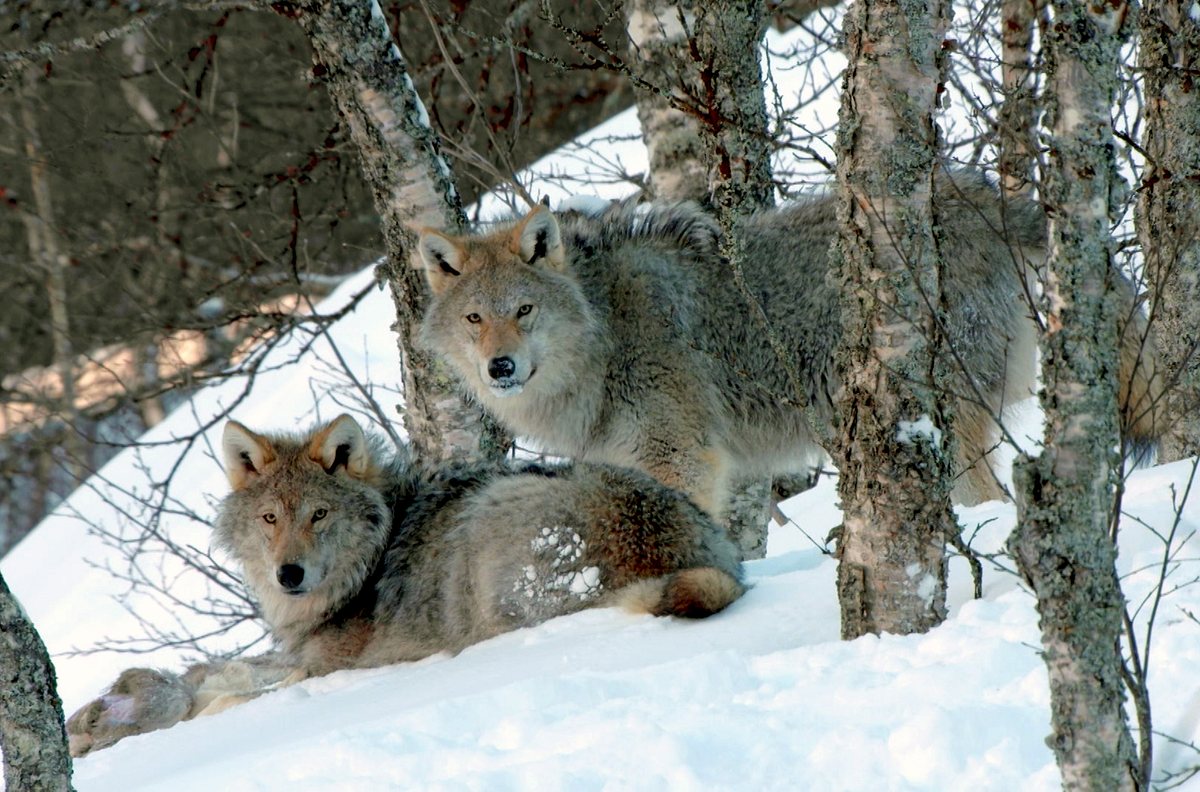 Die Sprache der Tiere die sprache der tiere