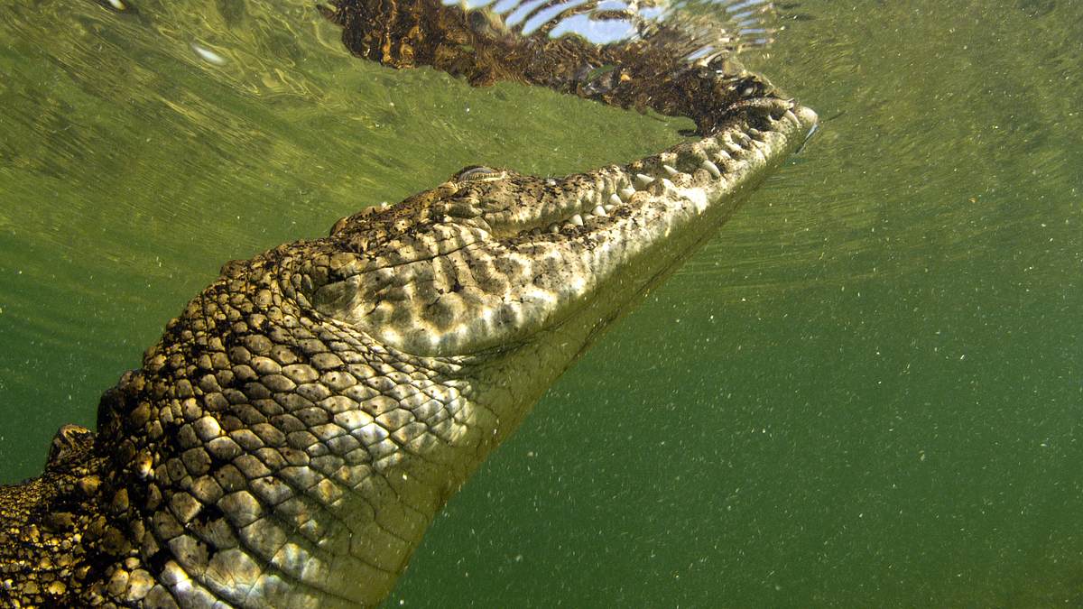 wildes florida: königreich der reptilien