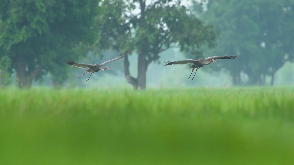 thailands faszinierende wildnis