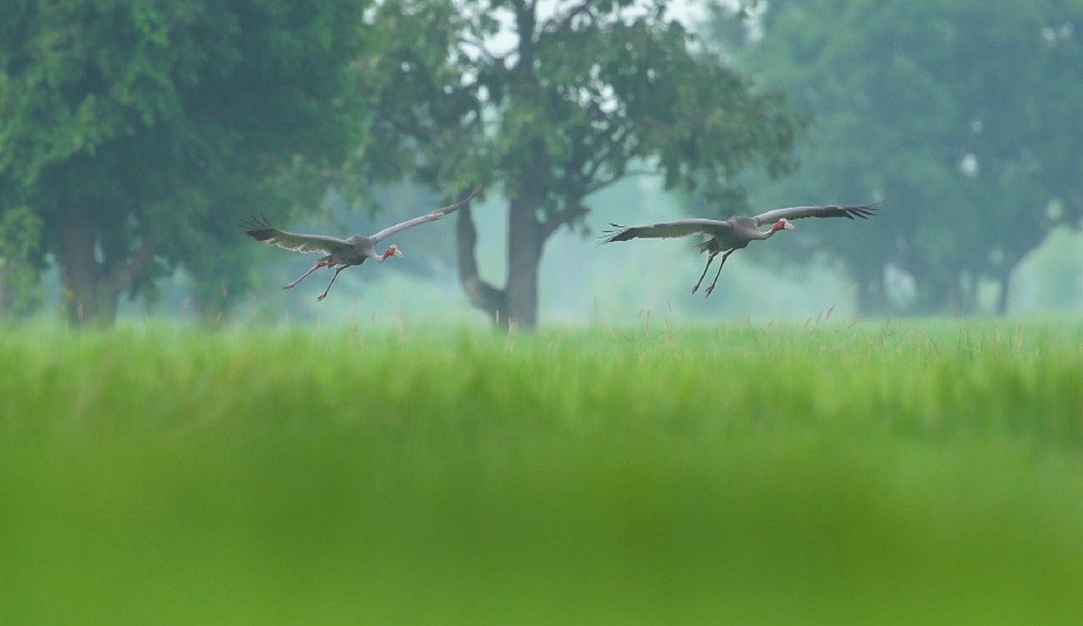 Thailands faszinierende Wildnis thailands faszinierende wildnis