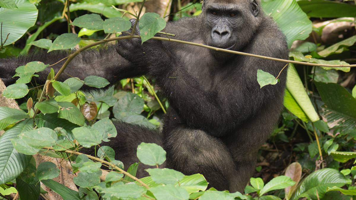 gorillas hautnah