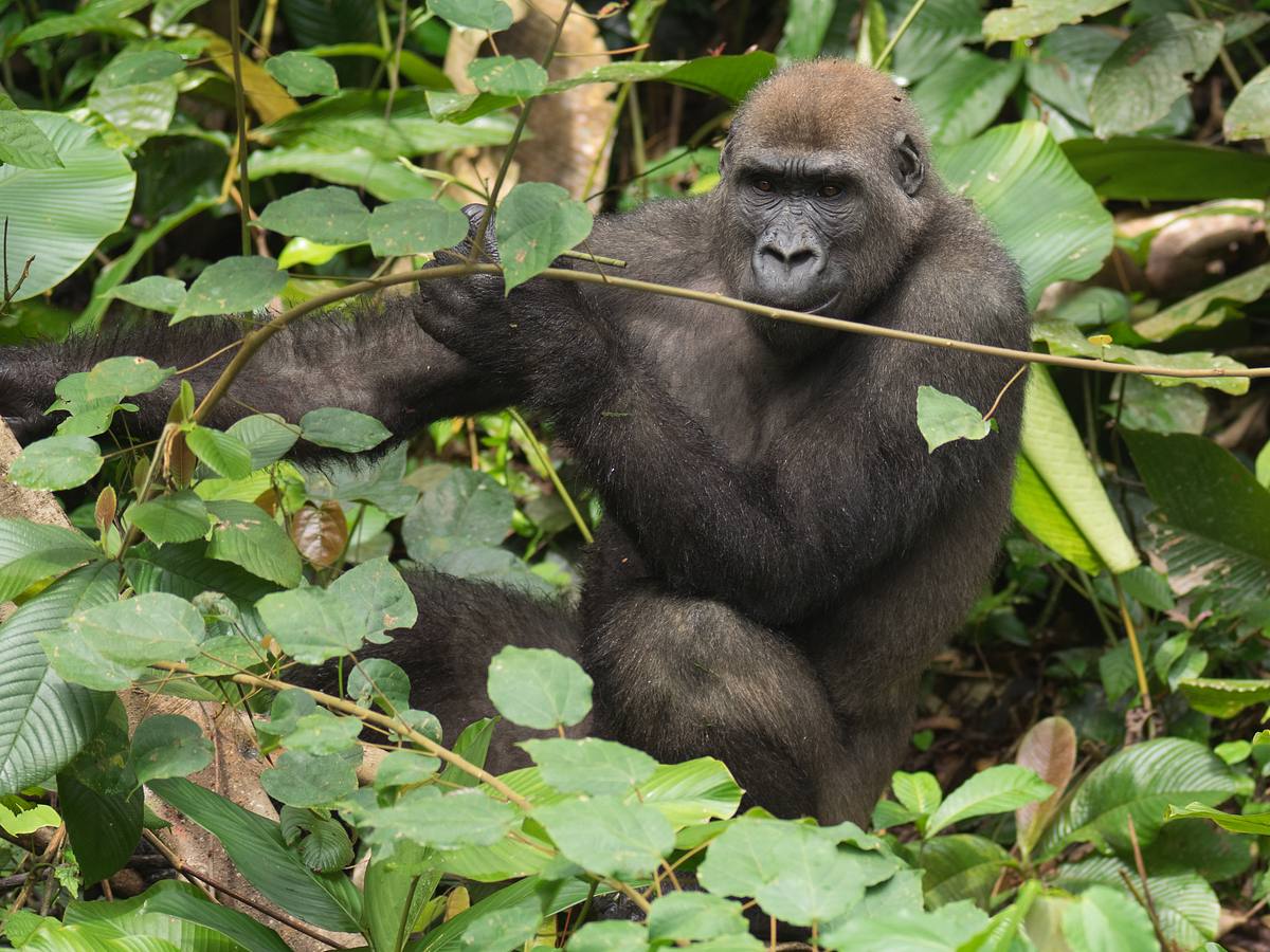 gorillas hautnah