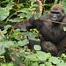 Gorillas hautnah Thumbnail