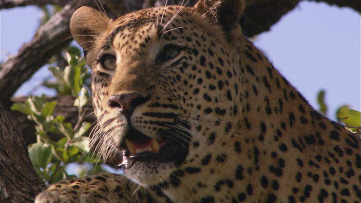 afrikas tödlichste jäger