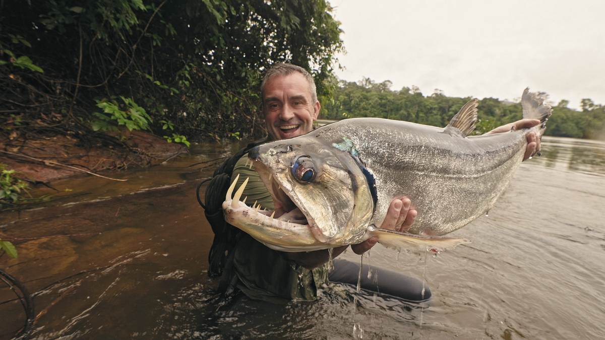 giganten unter wasser - riesenfischen auf der spur