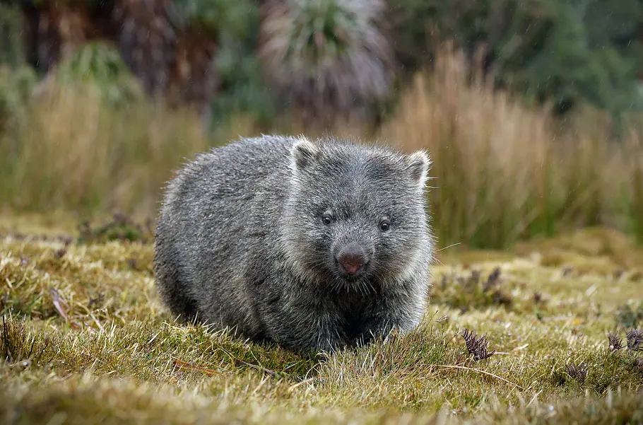 Tasmaniens wundersame Tierwelt tasmaniens wundersame tierwelt