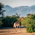 Giraffen - Freundliche Giganten in Gefahr Thumbnail