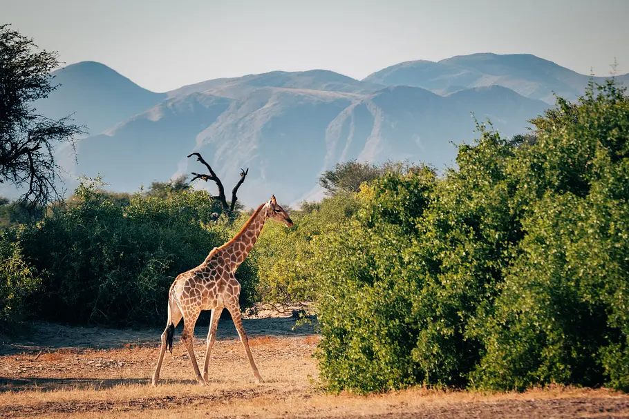 Giraffen - Freundliche Giganten in Gefahr giraffen - freundliche giganten in gefahr