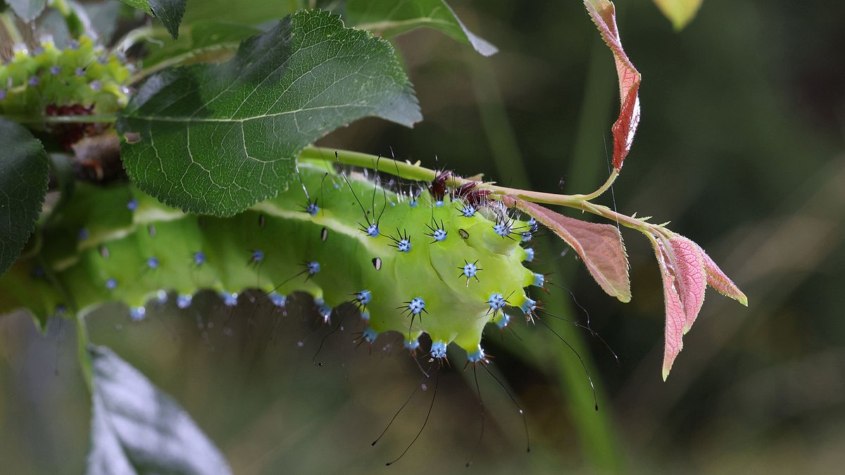 geheimnisvolle wiesenwelt
