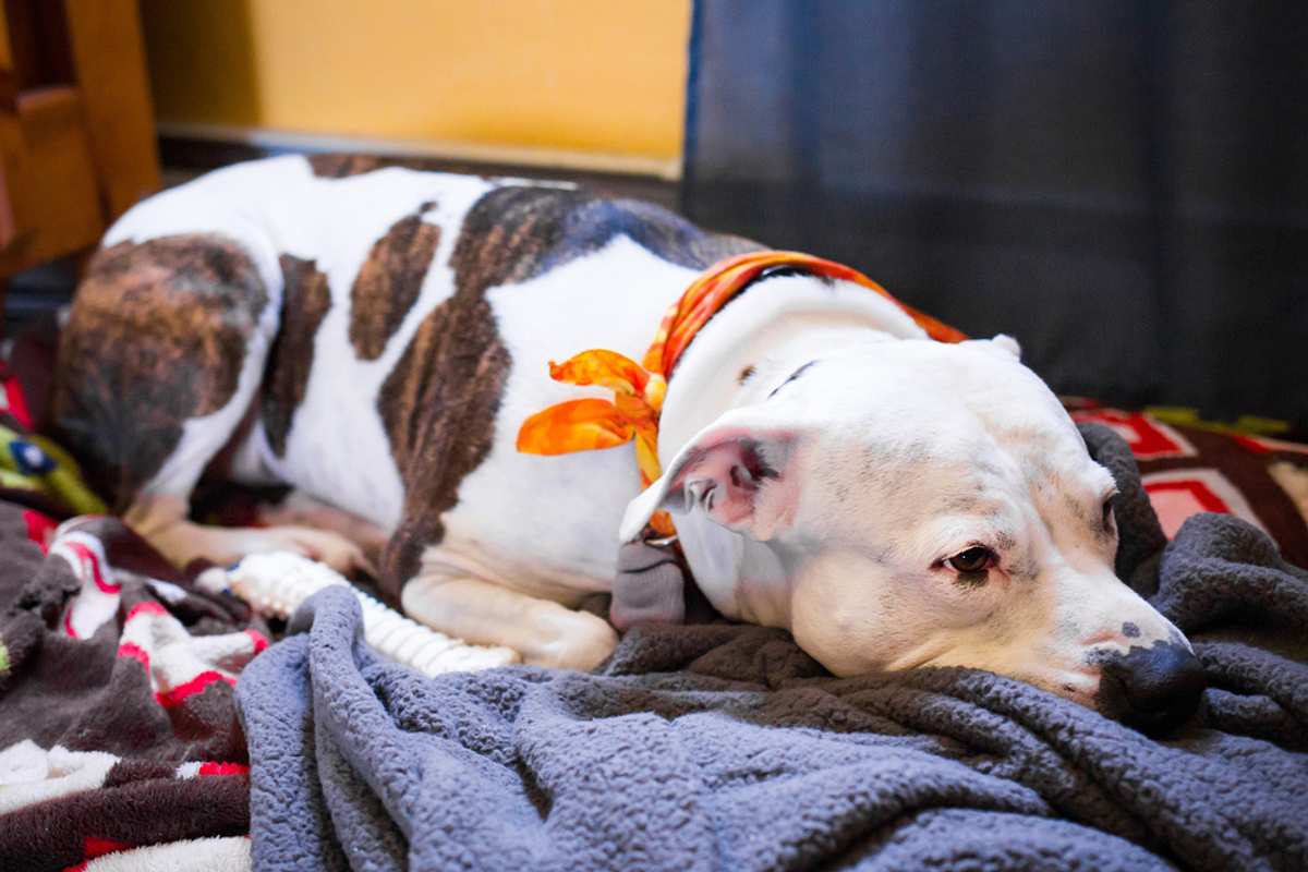 Die Tierärzte von Houston die tierärzte von houston