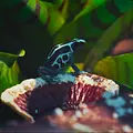 Die verrückte Welt der Amphibien Thumbnail