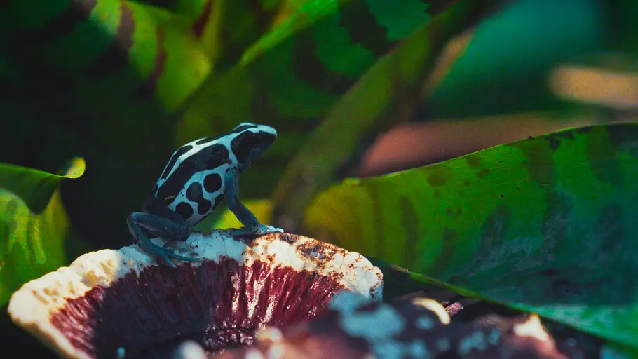 Die verrückte Welt der Amphibien die verrückte welt der amphibien