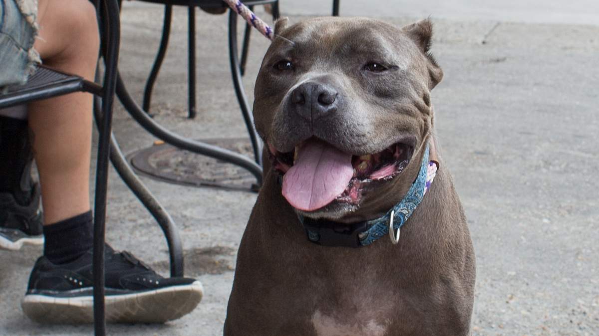 pitbulls auf bewährung