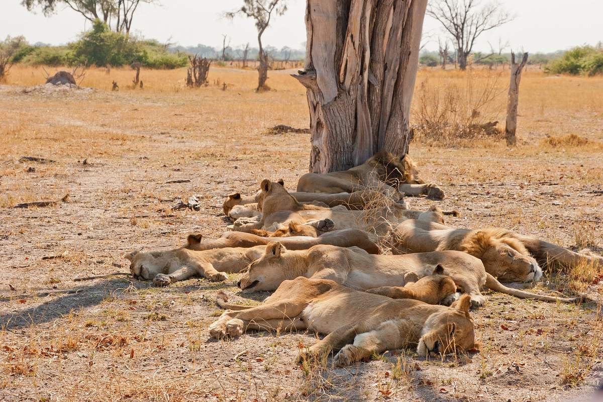 Wildes Botswana wildes botswana