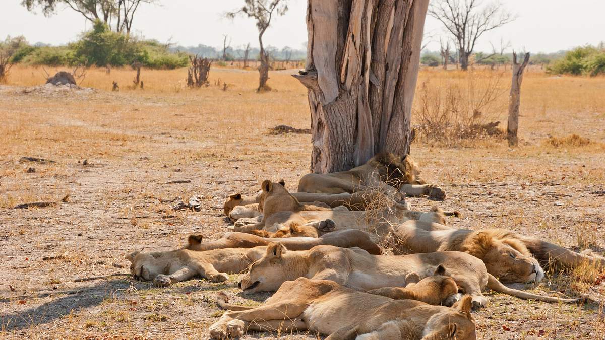 wildes botswana