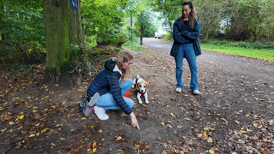 Der Hundeprofi - Rütters Team der hundeprofi - rütters team