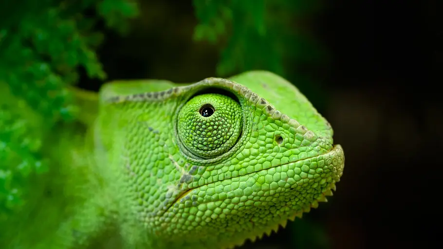 Madagaskar oder der große Karneval der Chamäleons madagaskar oder der große karneval der chamäleons
