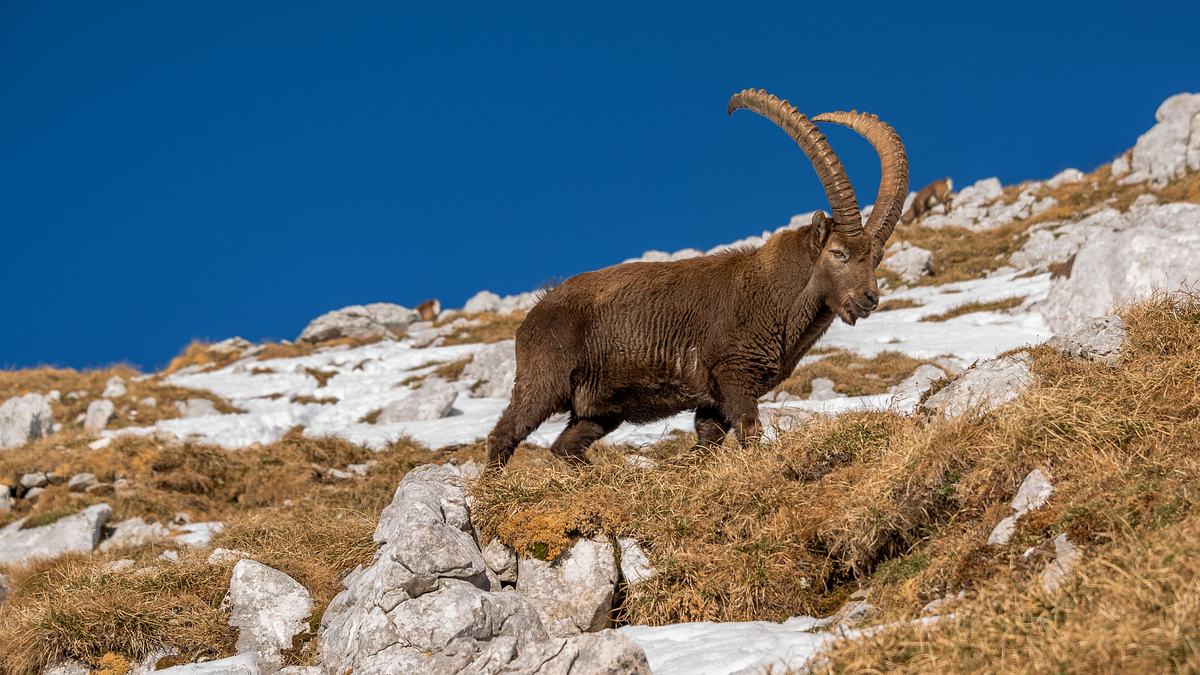 wunderwelt schweiz