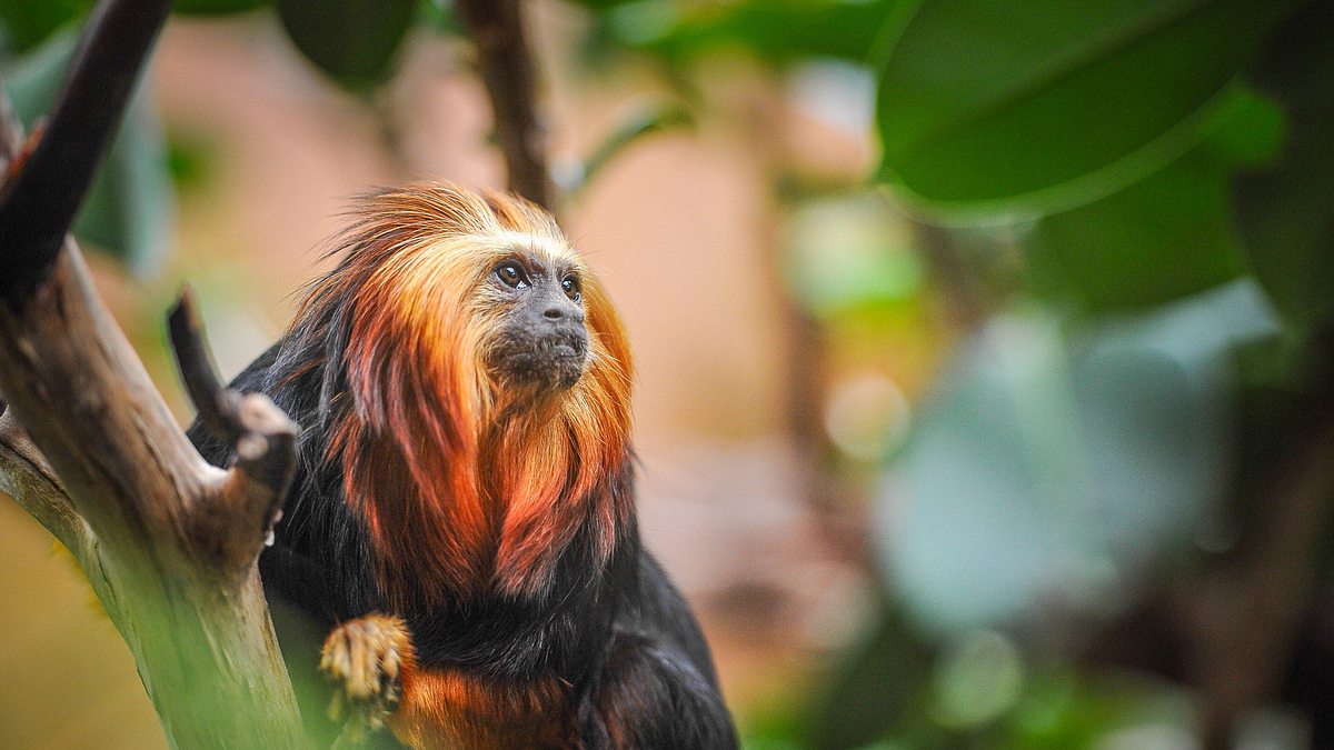 zoo und so - tierisch wild!