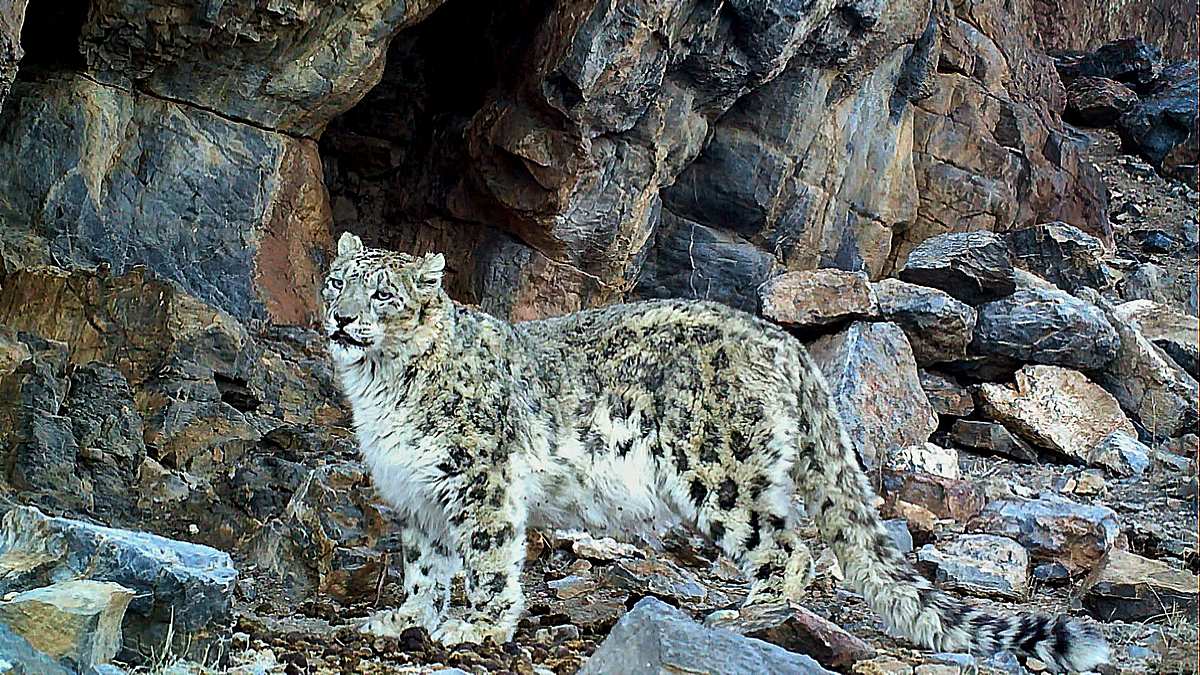 mythos schneeleopard