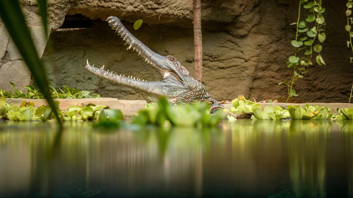 zoo und so - tierisch wild!