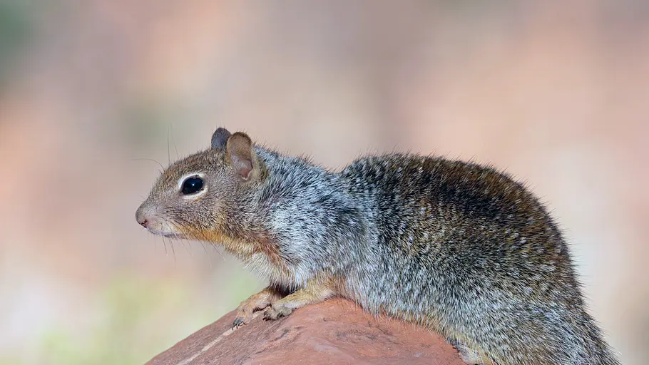Phänomenale Natur phänomenale natur