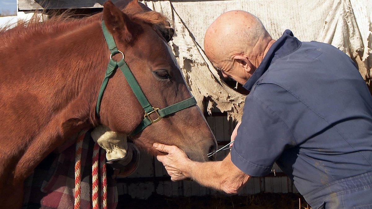 der unglaubliche dr. pol