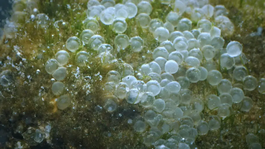 universum