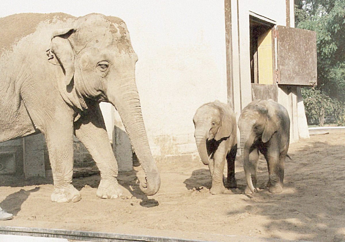 Elefant, Tiger & Co. elefant, tiger & co.