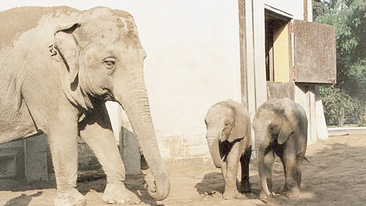 elefant, tiger & co.
