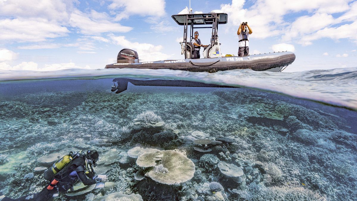 die wächter des great barrier reef