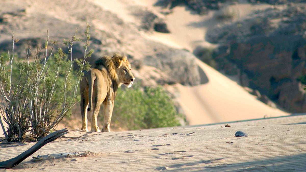 namibia - flüsse aus sand