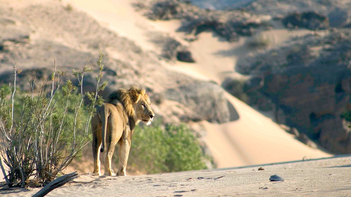 namibia - flüsse aus sand