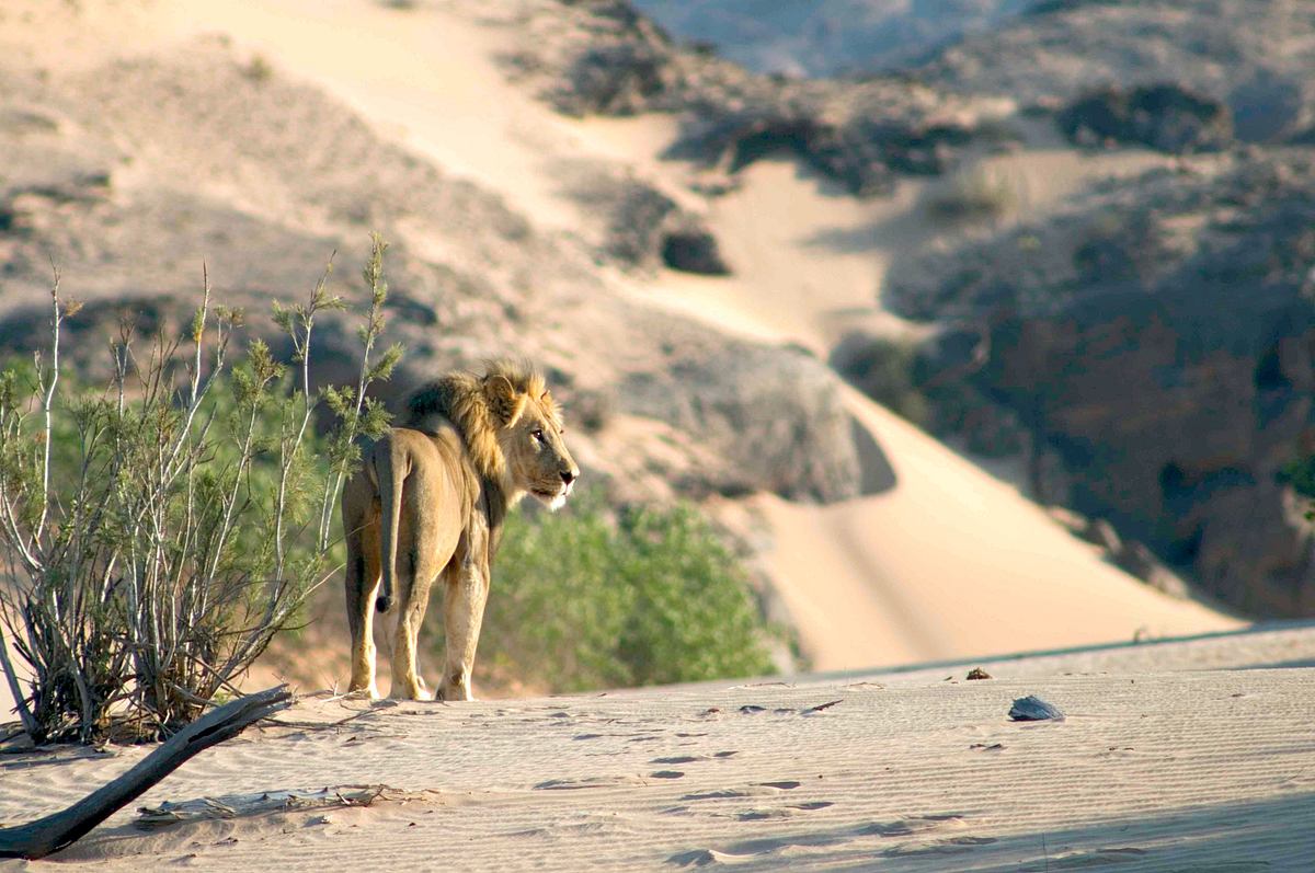 namibia - flüsse aus sand