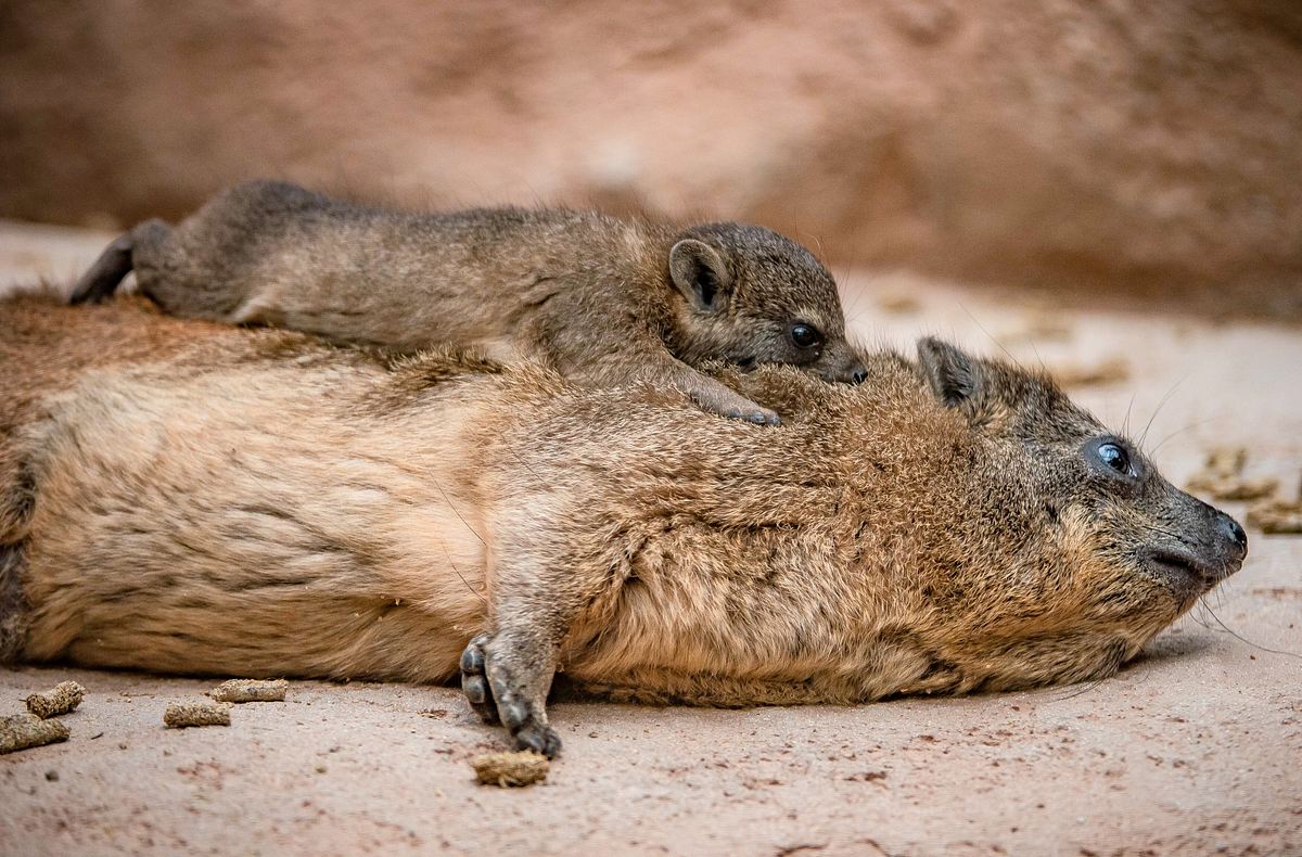 Zoo und so - Tierisch wild! zoo und so - tierisch wild!