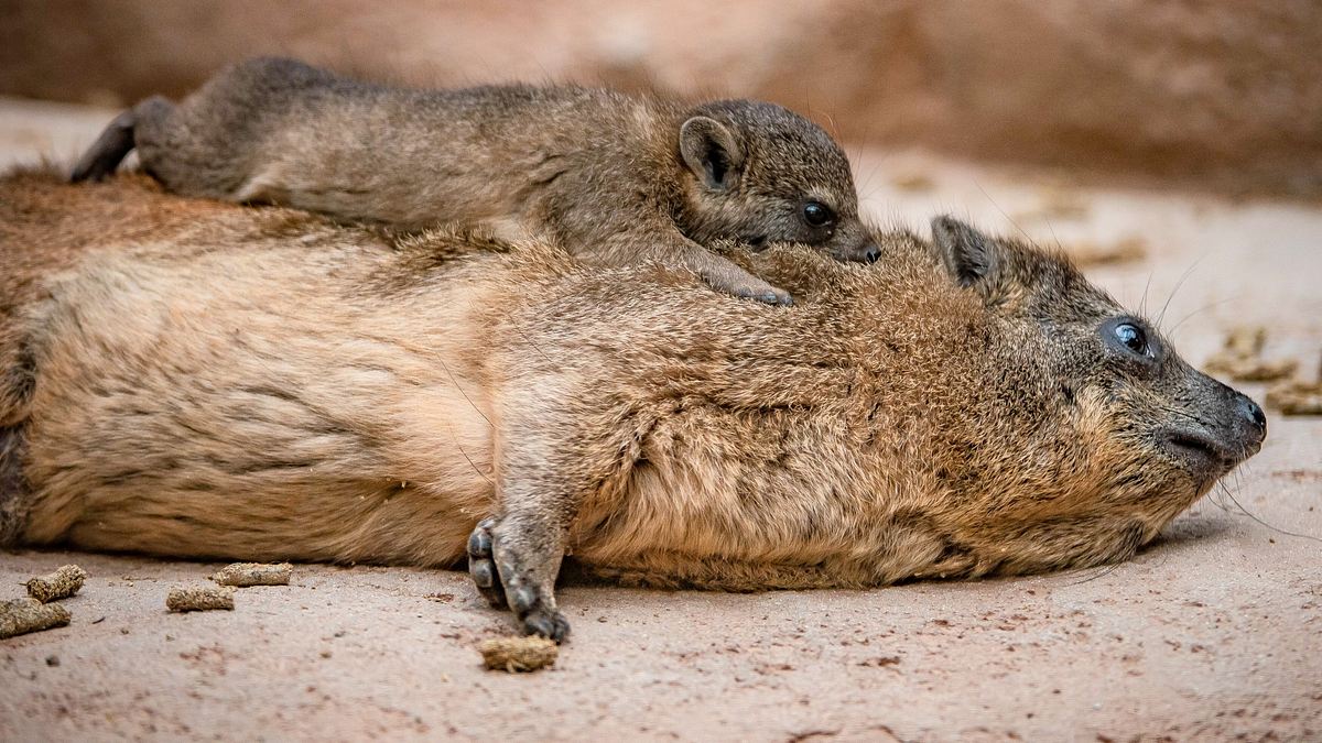 zoo und so - tierisch wild!