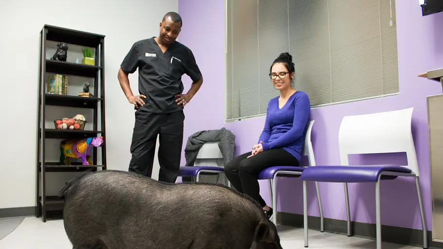 Die Tierärzte von Houston die tierärzte von houston