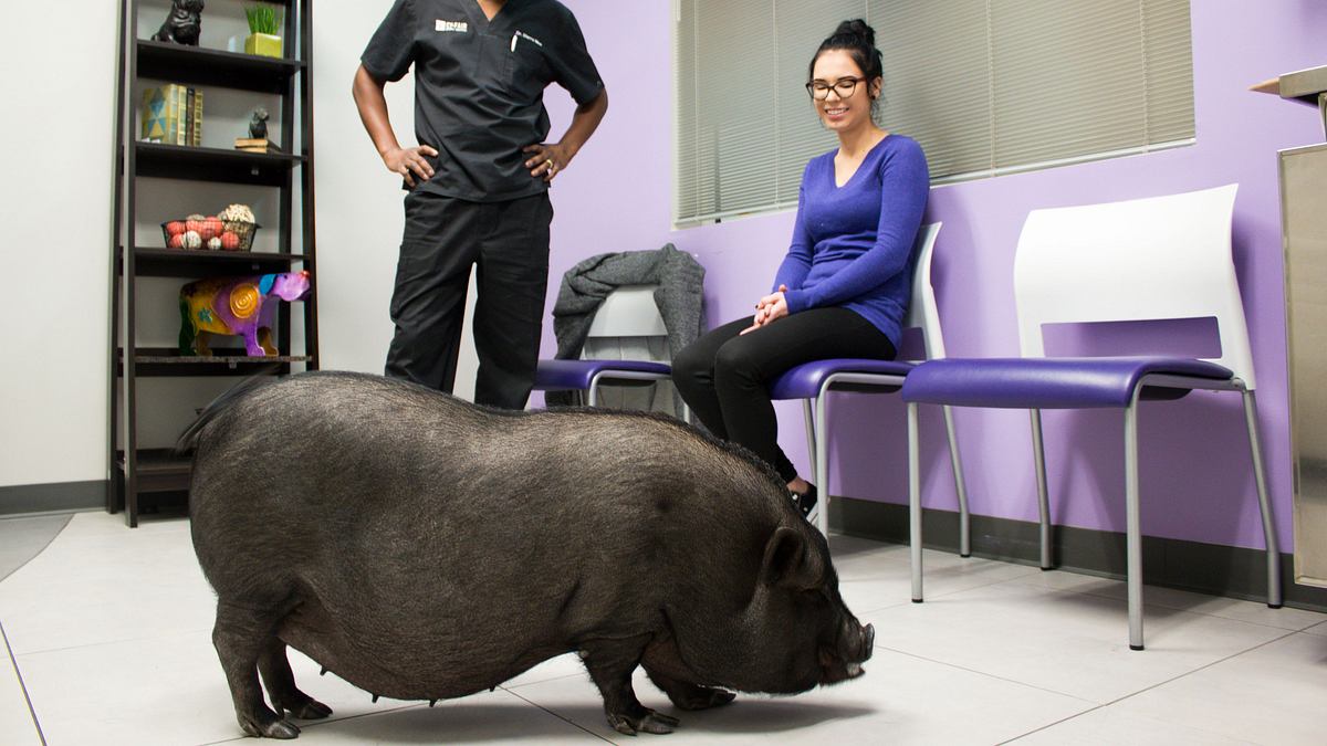die tierärzte von houston