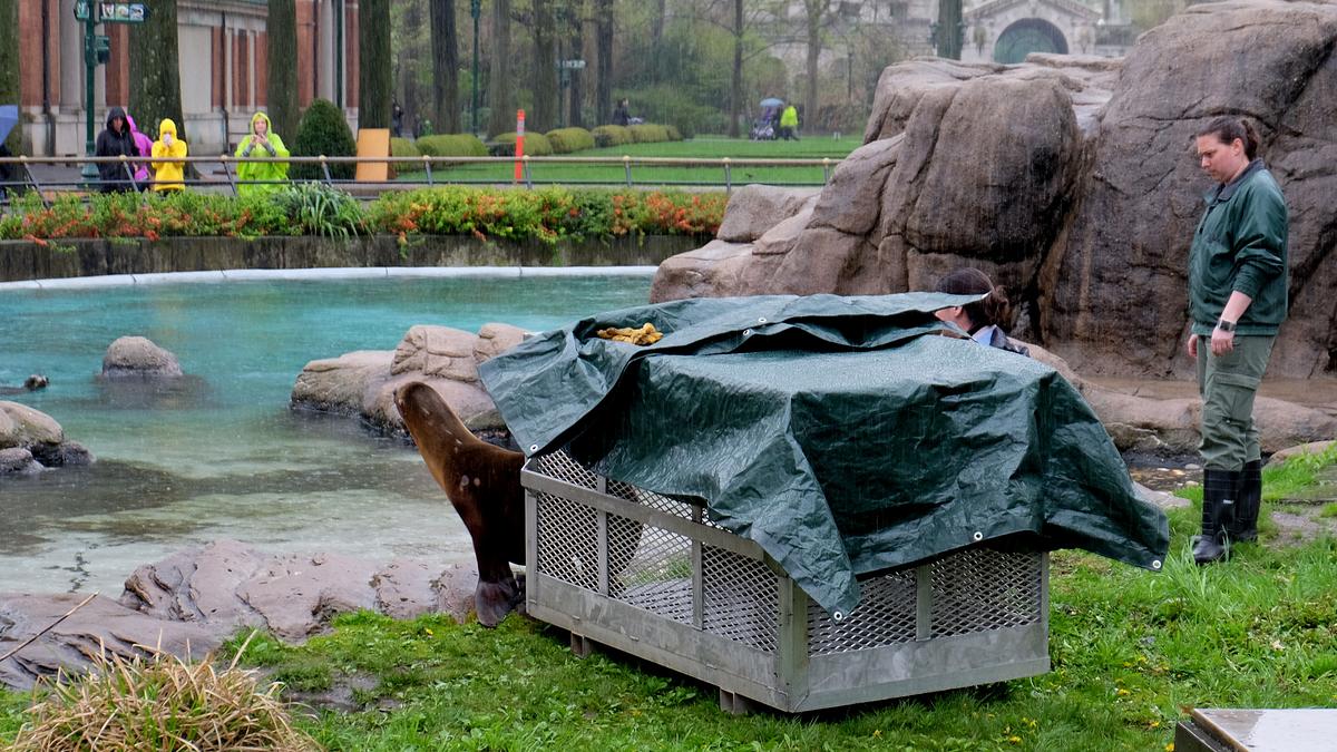 bronx zoo - tierpark der superlative