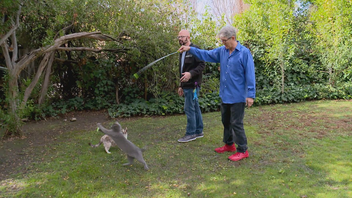 der katzenflüsterer