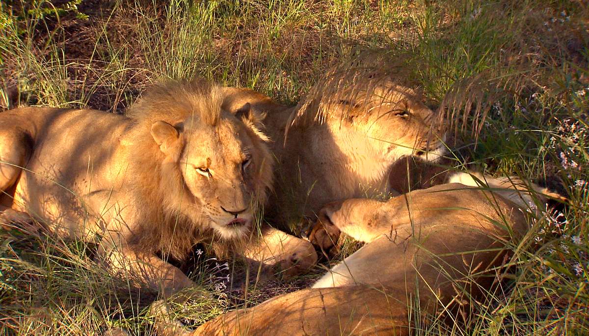 Das Waisenhaus für wilde Tiere - Abenteuer Afrika das waisenhaus für wilde tiere - abenteuer afrika