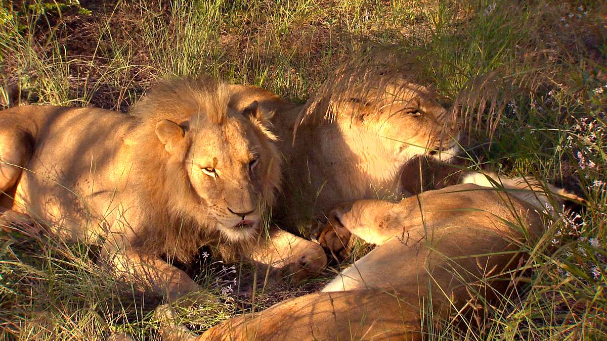 das waisenhaus für wilde tiere - abenteuer afrika