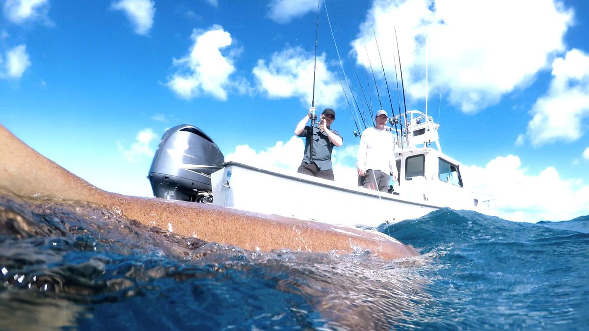 chasing monsters - monsterfischen auf der spur