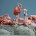 Mexikos magische Tierwanderungen Thumbnail