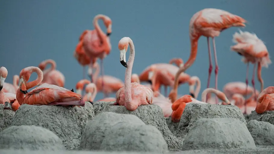 Mexikos magische Tierwanderungen mexikos magische tierwanderungen