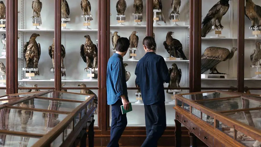 Die Sprache der Vögel die sprache der vögel
