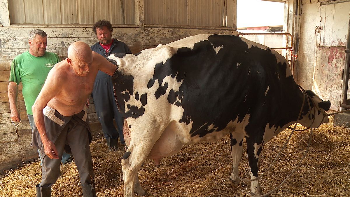 der unglaubliche dr. pol