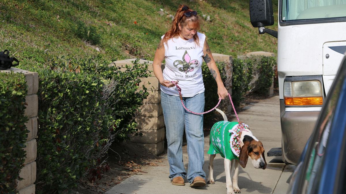 pitbulls auf bewährung