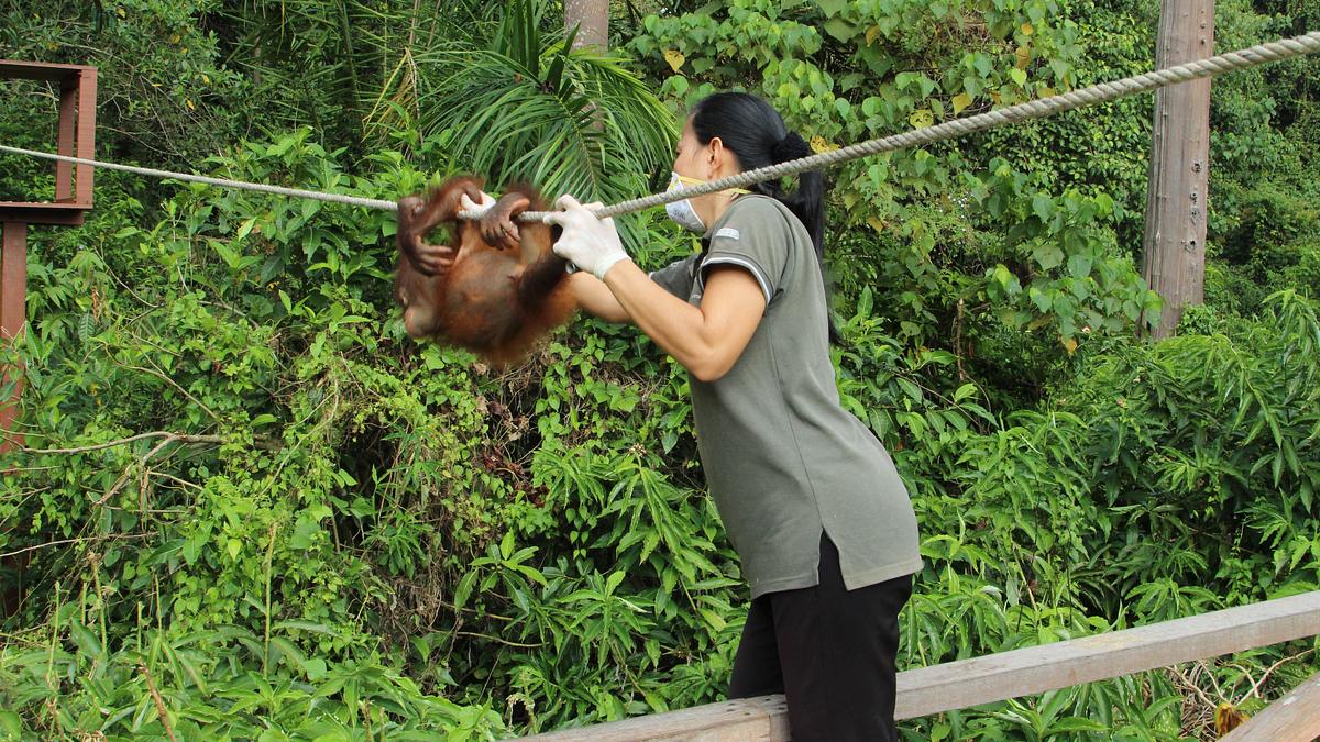 ein waisenhaus für orang-utans